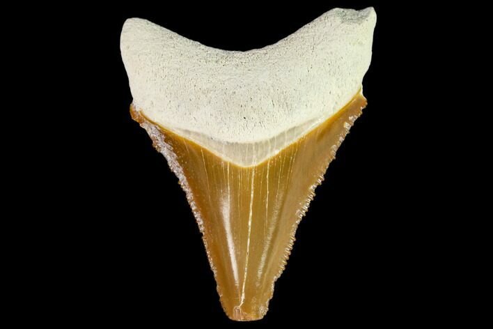 Fossil Megalodon Tooth - Florida #108389